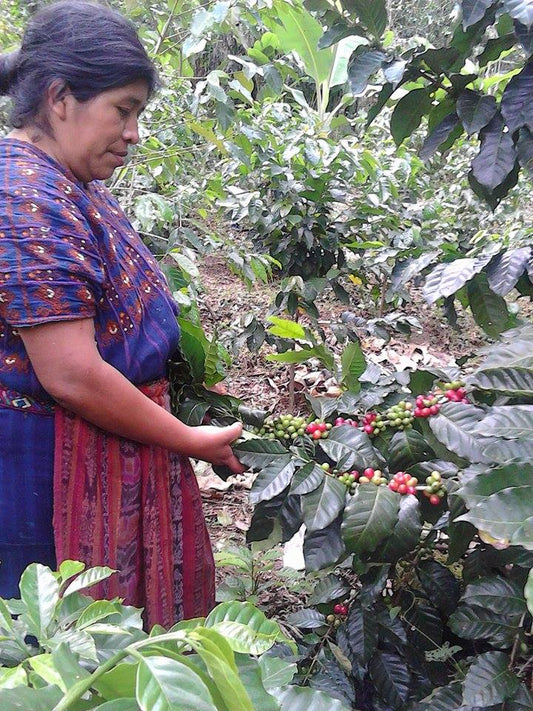 Guatemala Gesha FTO 1lb (Whole Bean)