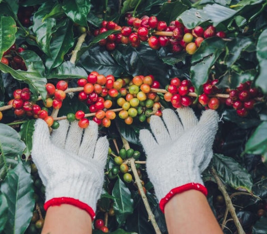 Vietnam Da Lat Moka 1lb (Whole Bean)