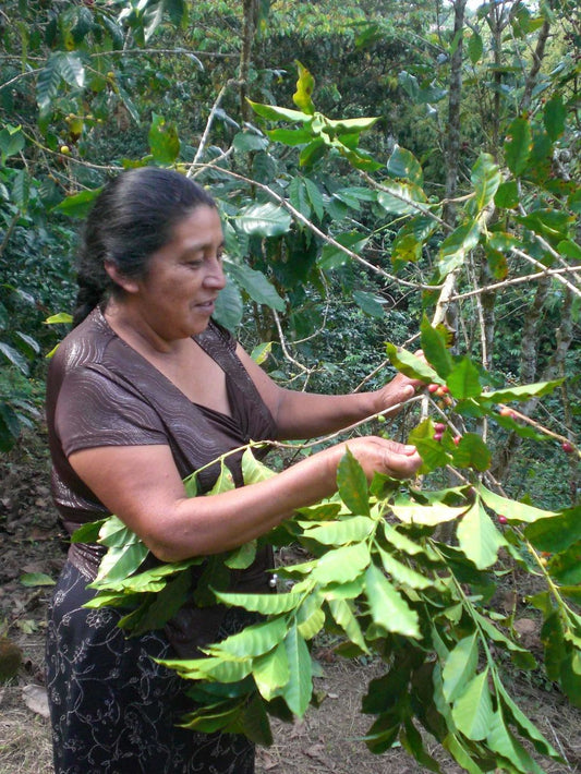 Mexico Chiapas FTO Café Femenino 1lb (Whole Bean)