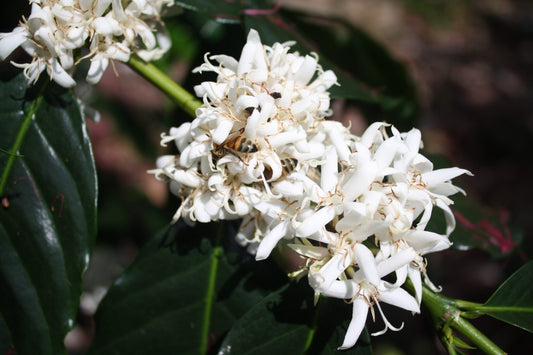 Kona Extra Fancy 1lb (Whole Bean)